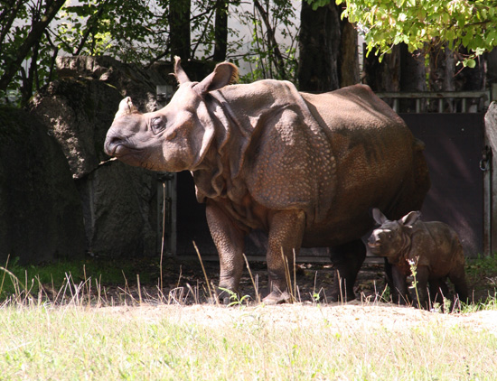 neugierig, der Kleine. Raptis Panzernashorn-Baby hatte am 09.09.2015 seine Premiere:  erstmals vor Publikum - die Presse und die Besucher ware begeistert von dem Jungtier. (©Foto: Marikka-Laila Maisel)